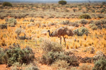 ostrich in the savannah
