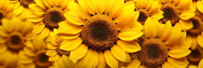 Poster Close-up of a sunflower (helianthus annuus) © Alicia