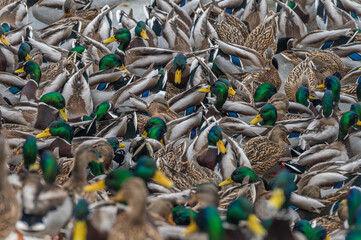 Stado jedzących kaczek w parku miejskim w Warszawie. Dokarmianie kaczek w parku zimą © smoku7979