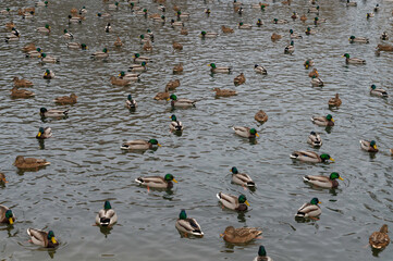 Stado kaczek pływających po sztucznym stawie w parku miejskim w Warszawie - obrazy, fototapety, plakaty