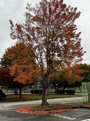 autumn in the park