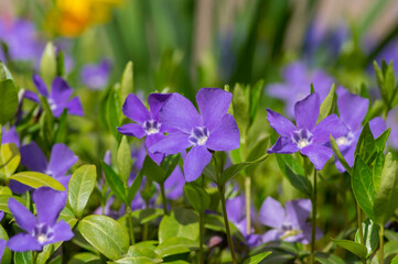 Vinca minor lesser periwinkle ornamental flowers in bloom, common periwinkle flowering plant, creeping flowers
