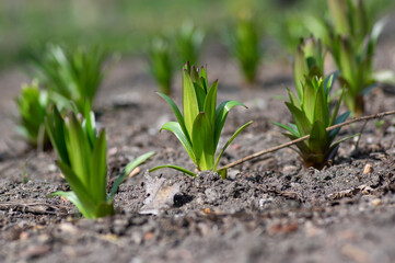 Lilium orientalis flowers starting to grow, first leaves on the ground in the dirt during springtime season