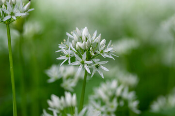 Allium ursinum wild bears garlic flowers in bloom, white rmasons buckrams flowering plants, green edible tasty healhty leaves