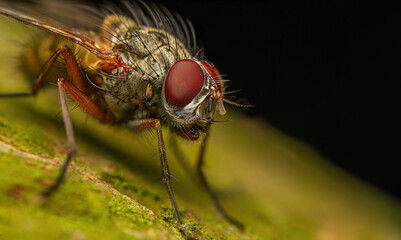 fly on the tree