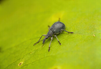 Beetle on green leaf