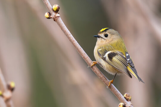 Goldcrest, Regulus regulus. Wild bird in a natural habitat