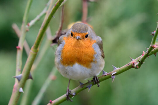Beautiful robin redbreast Erithacus rubecula perches on a branch