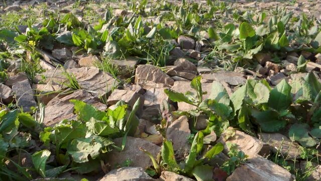 Rumex obtusifolius, commonly known as bitter dock leaves in the Himalayan Region of Uttarakhand.