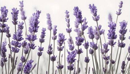 Beautiful Isolate Lavender