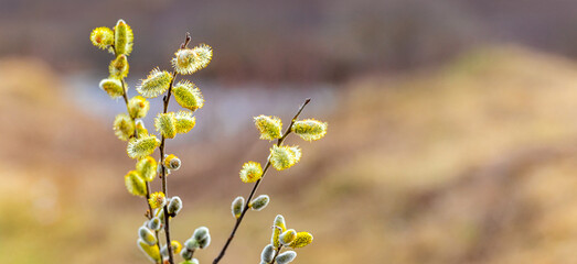 Willow branch with catkins near the river in sunny weather