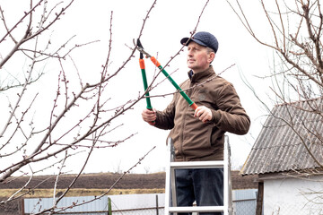 A gardener cuts a branch of a tree with big scissors while standing on a ladder in early spring © Volodymyr