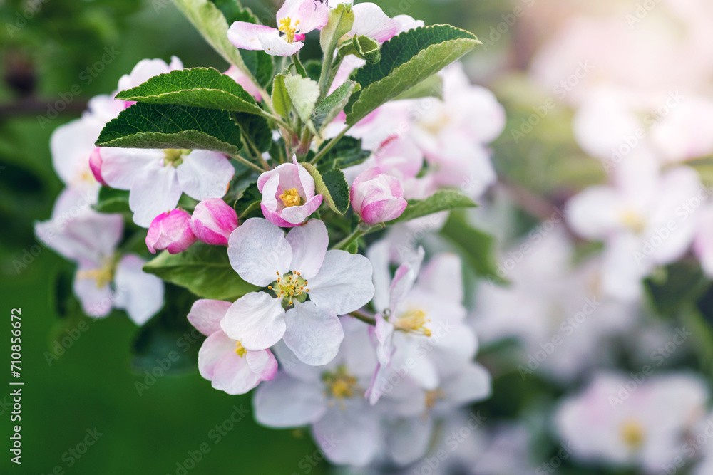Poster branch of an apple tree with flowers on a tree in the garden in spring