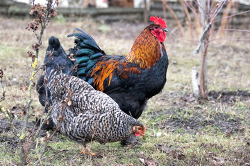 Rooster and chickens are grazing in the garden in early spring