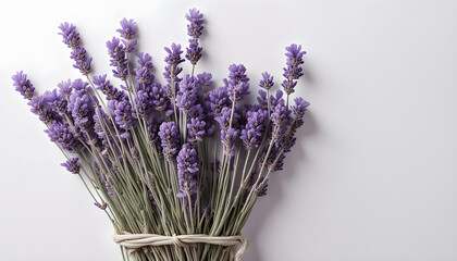Beautiful Isolate Lavender