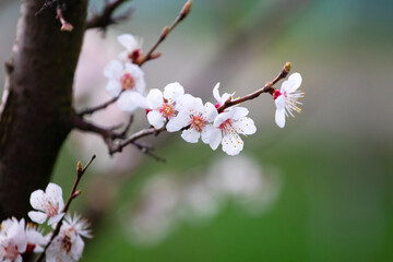 Apricot branch with white flowers in garden on blurred background