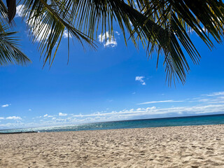 palm trees on the beach