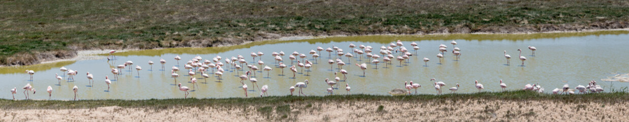 large flock of Falmingos at lagoon pond in Naukluft desert, Walvis Bay, Namibia