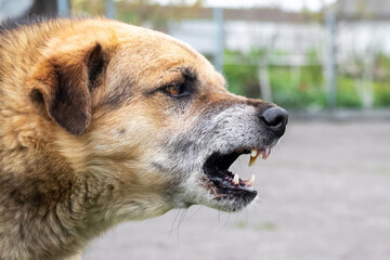 Aggressive dog barks, baring teeth. Dangerous Angry Dog