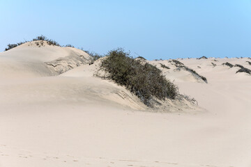 Fototapeta na wymiar sparse vegetation on sand dune at Naukluft desert, Walvis Bay, Namibia