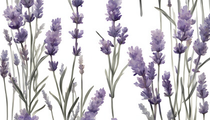 Obraz premium Beautiful Isolate Lavender