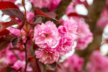 Japanese cherry blossoms. Pink cherry blossoms on a tree in the garden