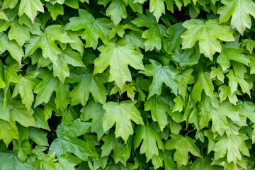 Spring background of fresh green maple leaves, pattern