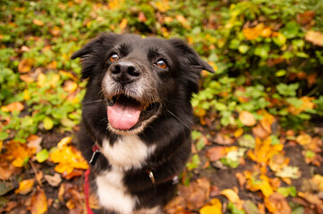 Pies Border Collie na spacerze w lesie jesienną porą - obrazy, fototapety, plakaty