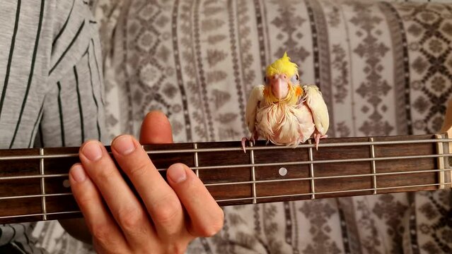 Small white and yellow parrot Nymphicus hollandicus sits, dance and sings on the neck of a guitar while a man's hand plays an electric bass guitar