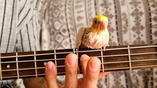Small white and yellow parrot Nymphicus hollandicus sits, dance and sings on the neck of a guitar while a man's hand plays an electric bass guitar