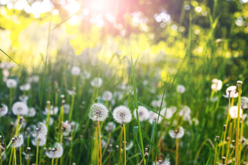A white dandelion on a meadow among the grass in the sunlight