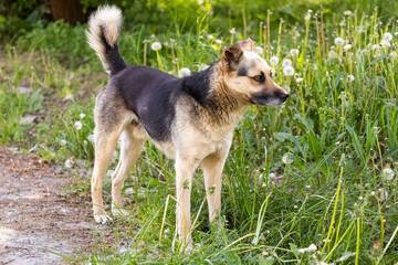 Dog with brown and black fur standing in the garden on the grass