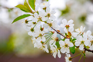 A branch of cherry with white flowers on a blurred background in sunny weather