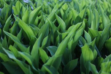 green grass in the morning