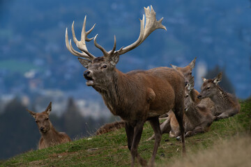Röhrender Hirsch im Gebirge