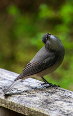 bird photography