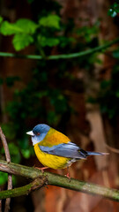 bird photography