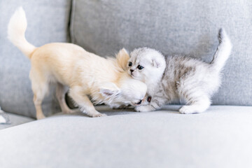 Cute kitten and a puppy playing together. Friendship between pets 