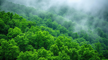 morning in the mountains