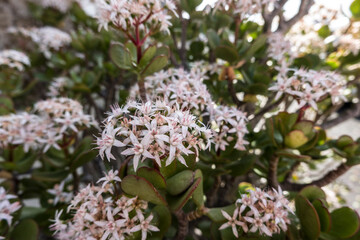 bl&uuml;hender Geldbaum (Crassula ovata), auch Pfennigbaum