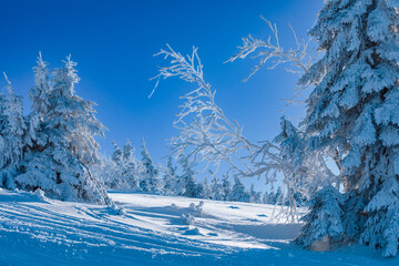 Winter sunny landscape with snow covered trees