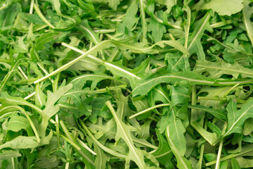 Fresh leaves of arugula as a background.