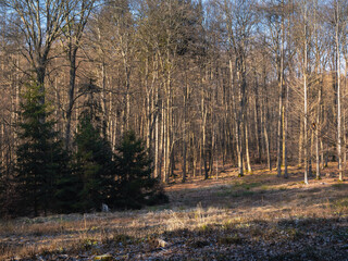 Winterliche Ruhe im Forst, sonnig, 