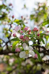 Spring apple flowers outdoor season nature
