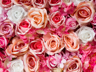 Symphony in Red, Pink, and White Roses. Colorful background of flowers. Design and fashion concept photo.