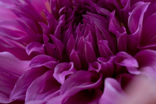 Close up of purple flowers petal background © Mariia