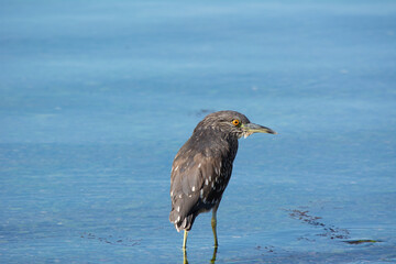 Huairavo (Nycticorax nycticorax) garza nocturna, sur de Chile.