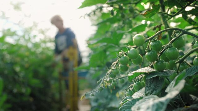R&eacute;colte de tomates cerises