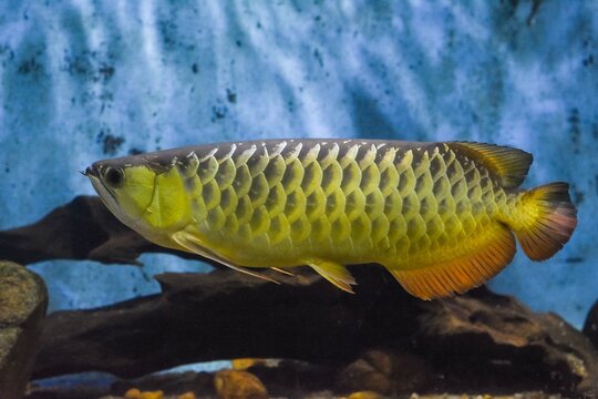 Golden Arowana Fish