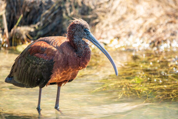 The glossy ibis, latin name Plegadis falcinellus, searching for food in the shallow lagoon.